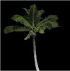 _image_palm.jpg