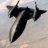 Blackbird